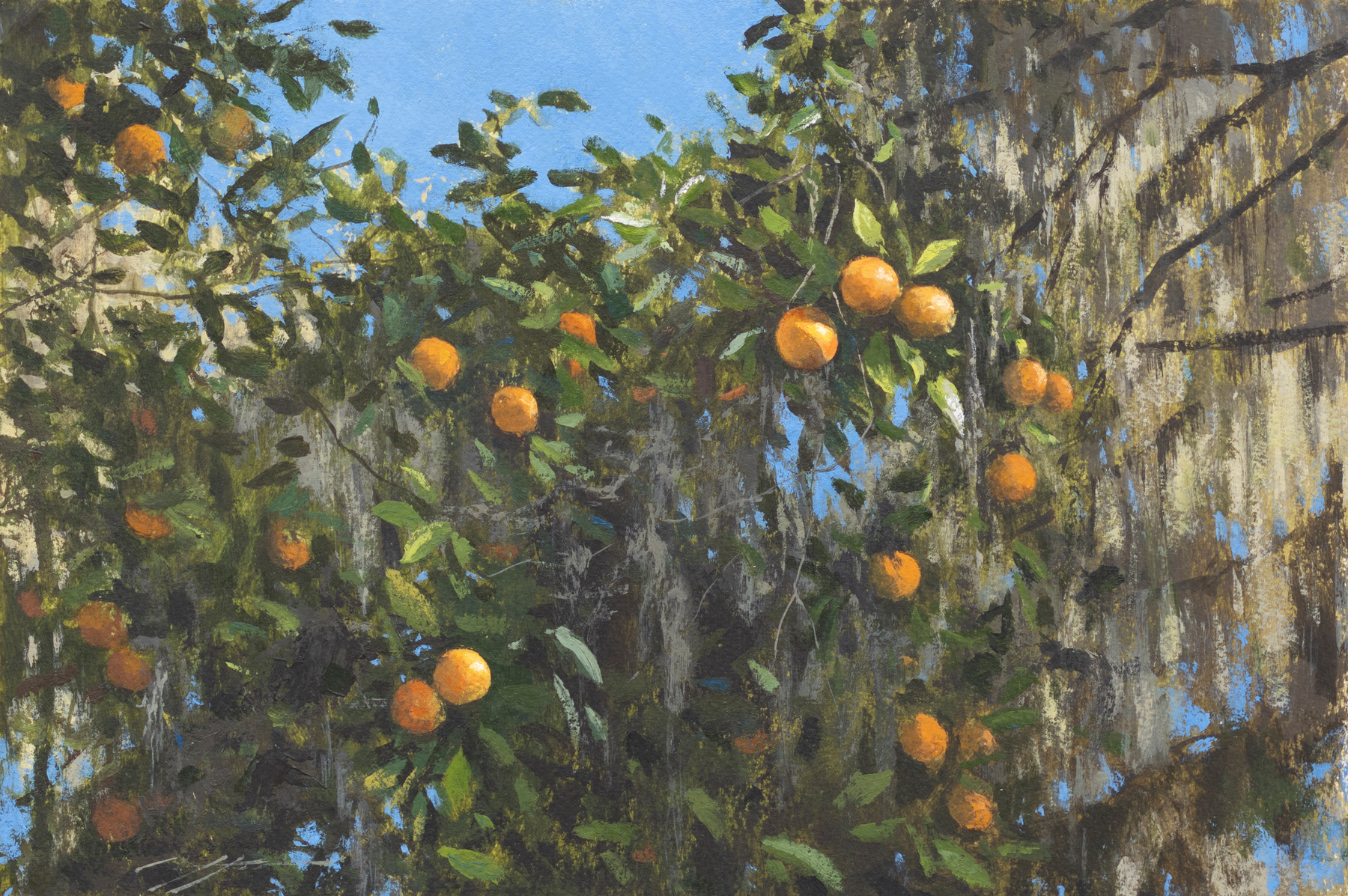 Matthew Cutter - Study for Wild Florida Oranges