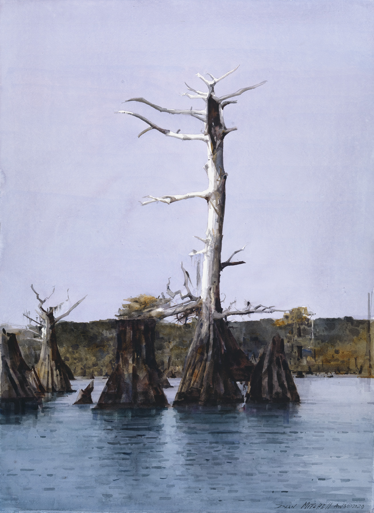 Dean Mitchell - Florida Cypress