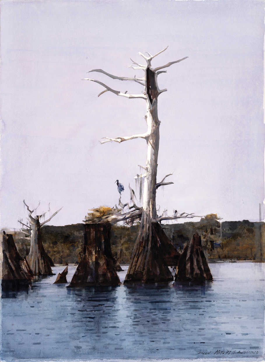 Dean Mitchell - Florida Cypress