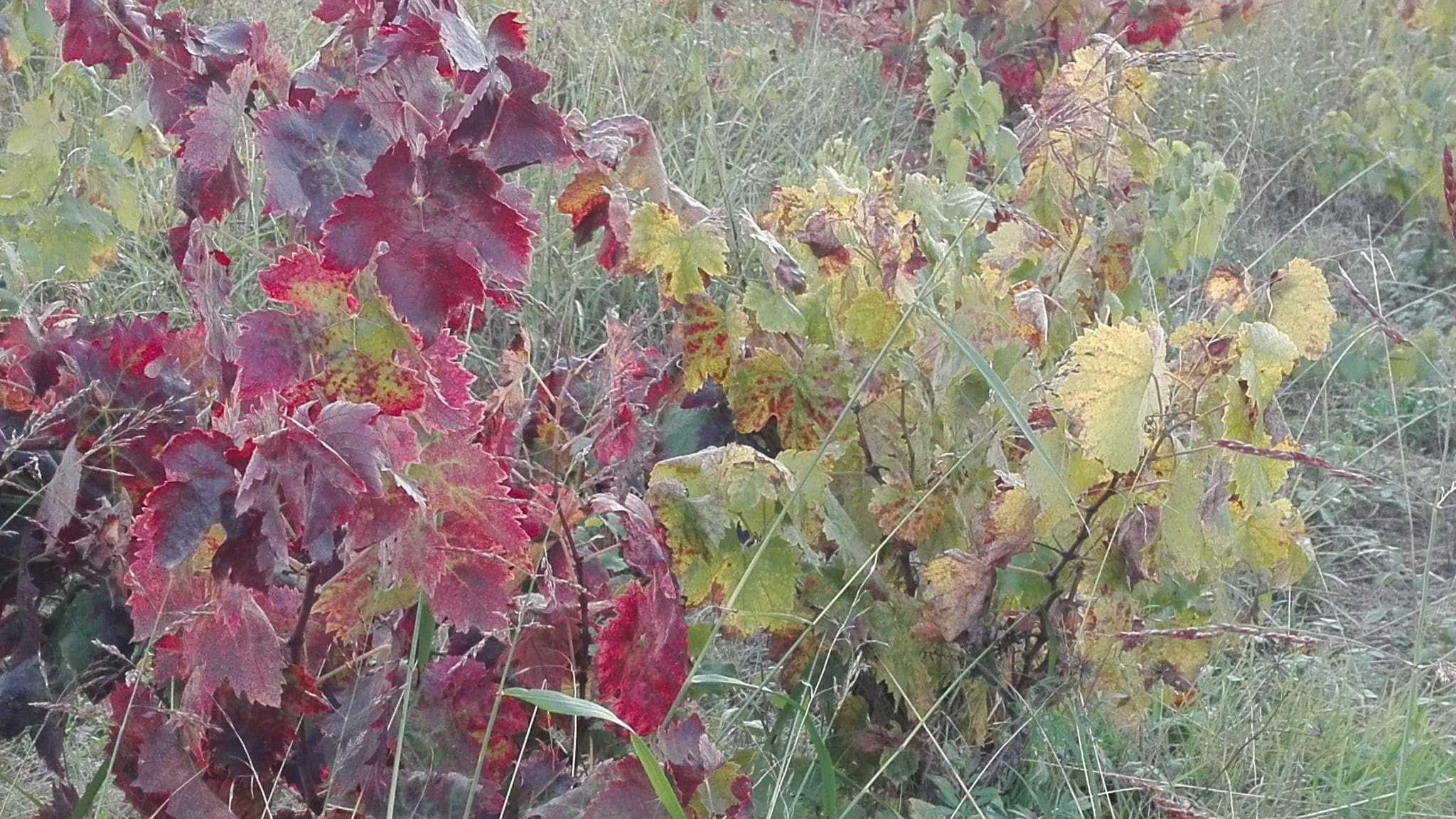 a-esa-hora-un-amarillo-rojizo-prende-de-la-tarde-un-rojo-encendido-26872-1