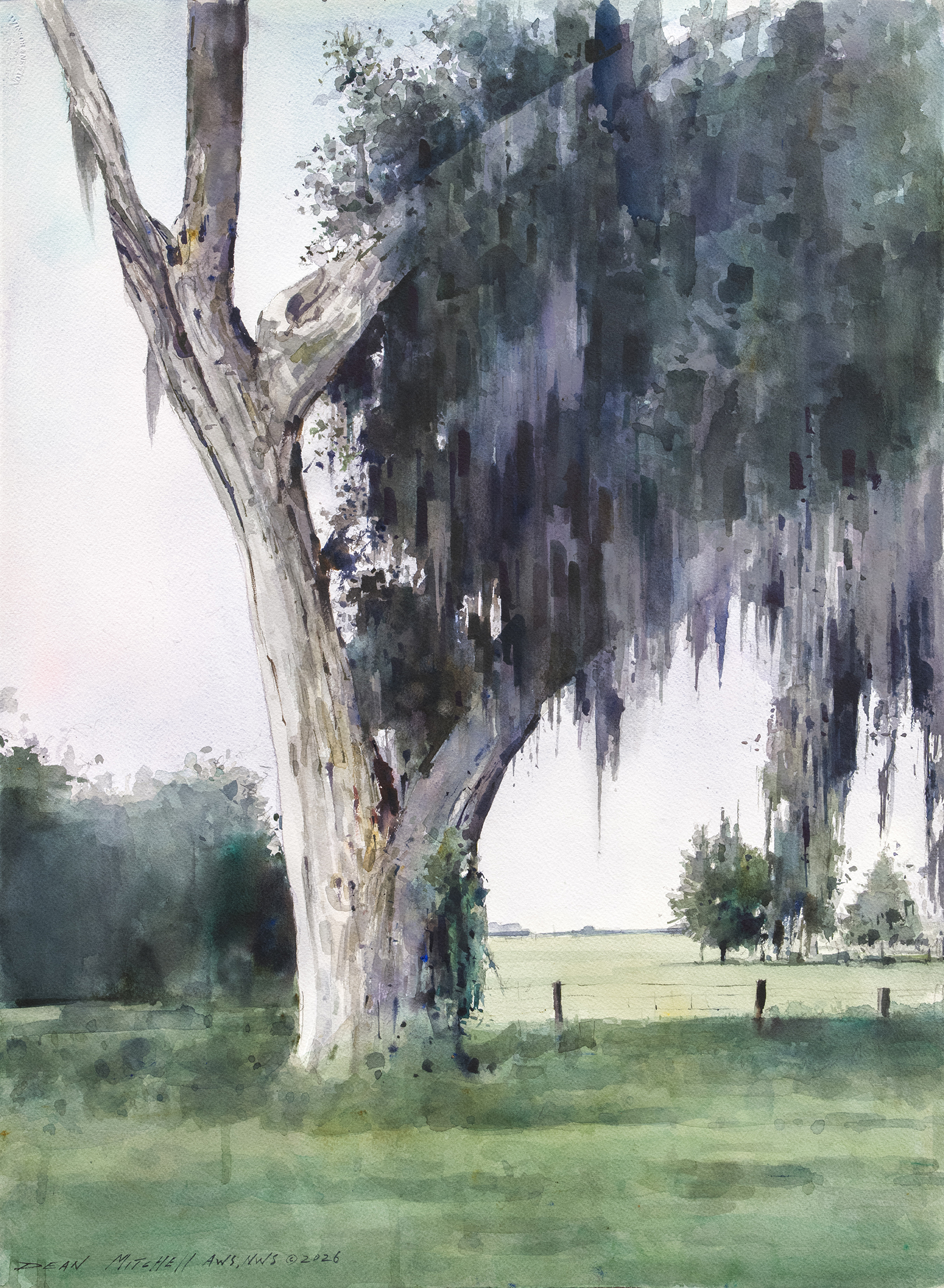 Dean Mitchell - Grandmother Oak