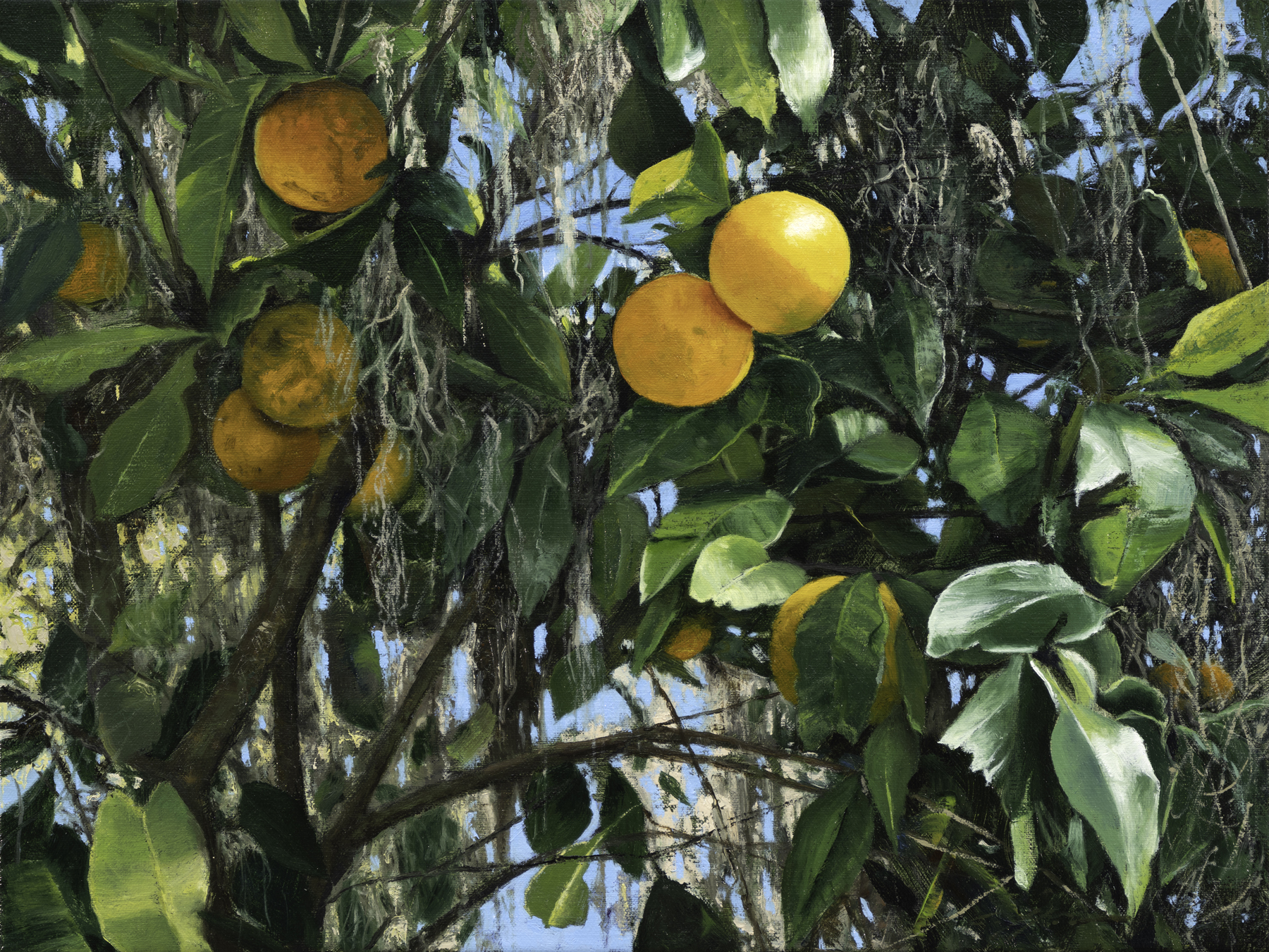 Matthew Cutter - Wild Florida Oranges III